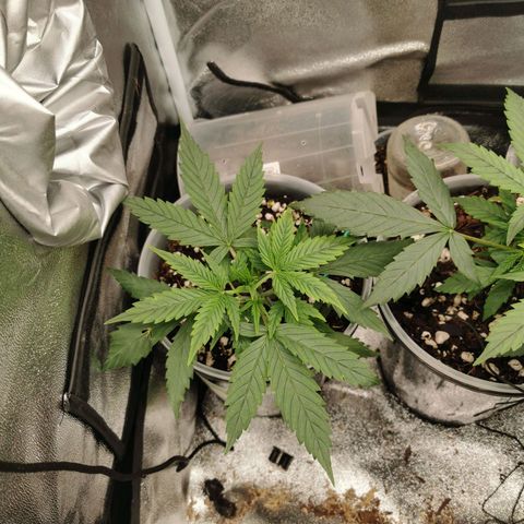 New System Test Run growlog timeline photo