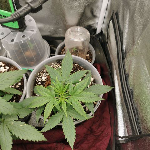 New System Test Run growlog timeline photo