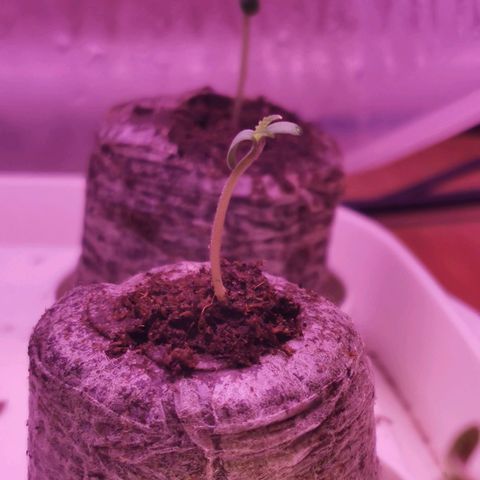 New System Test Run growlog timeline photo