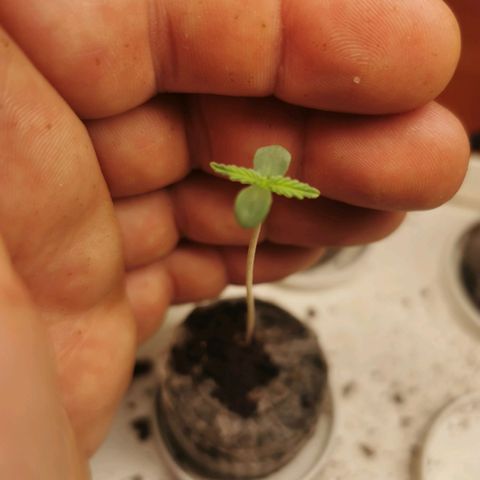 New System Test Run growlog timeline photo
