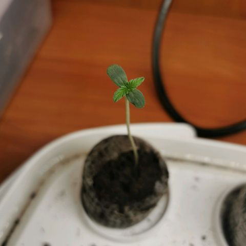 New System Test Run growlog timeline photo