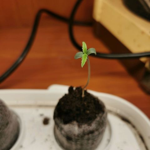 New System Test Run growlog timeline photo