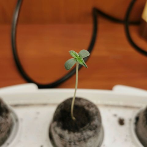 New System Test Run growlog timeline photo