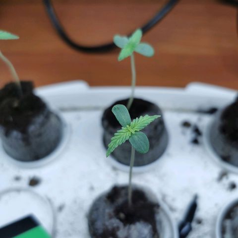 New System Test Run growlog timeline photo