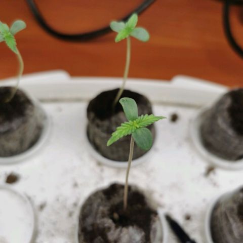 New System Test Run growlog timeline photo