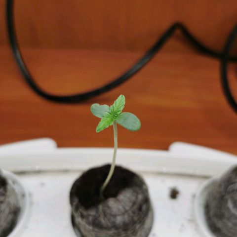 New System Test Run growlog timeline photo
