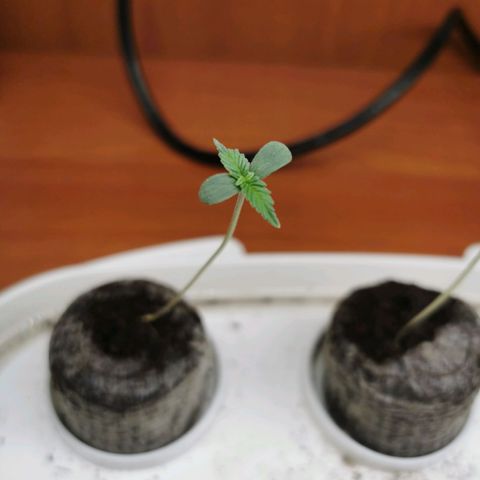 New System Test Run growlog timeline photo