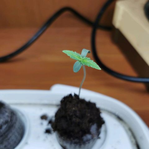 New System Test Run growlog timeline photo