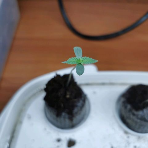 New System Test Run growlog timeline photo