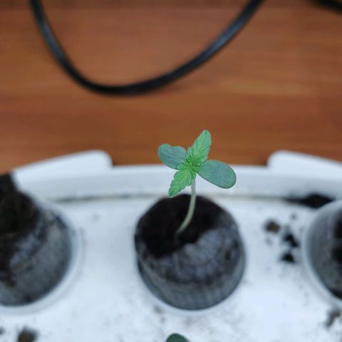New System Test Run growlog timeline photo