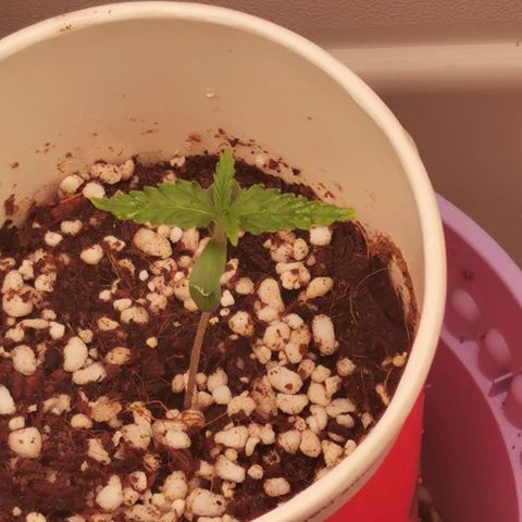 New System Test Run growlog timeline photo
