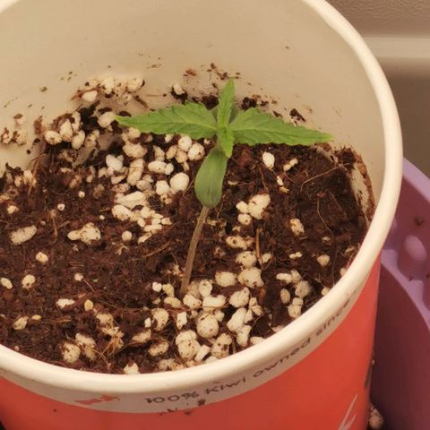 New System Test Run growlog timeline photo