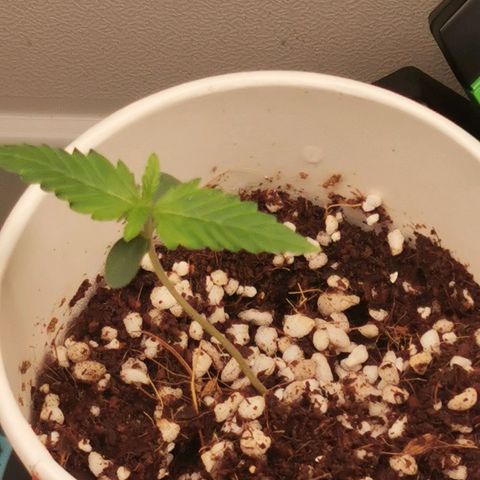 New System Test Run growlog timeline photo