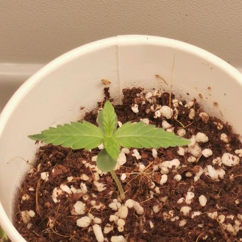 New System Test Run growlog timeline photo
