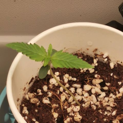 New System Test Run growlog timeline photo