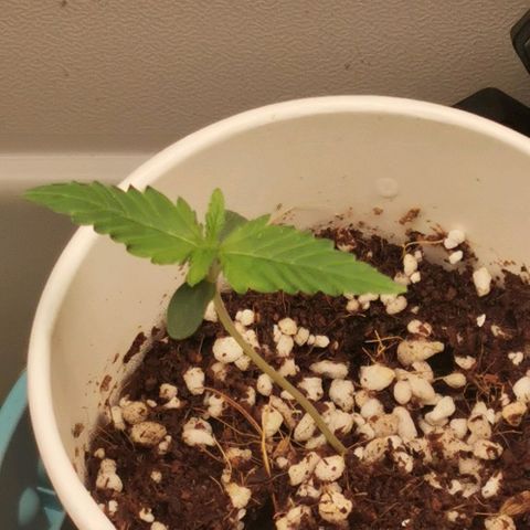New System Test Run growlog timeline photo
