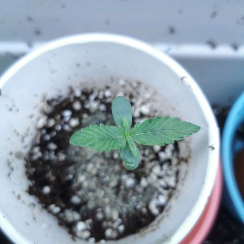 New System Test Run growlog timeline photo