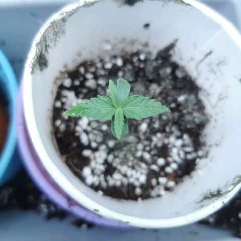 New System Test Run growlog timeline photo