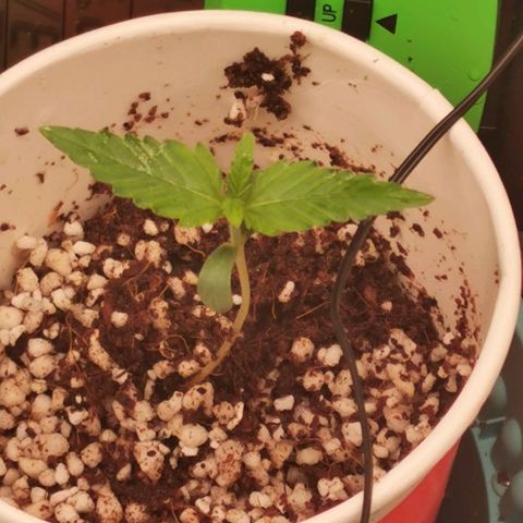 New System Test Run growlog timeline photo