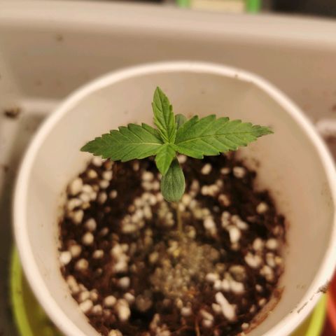 New System Test Run growlog timeline photo