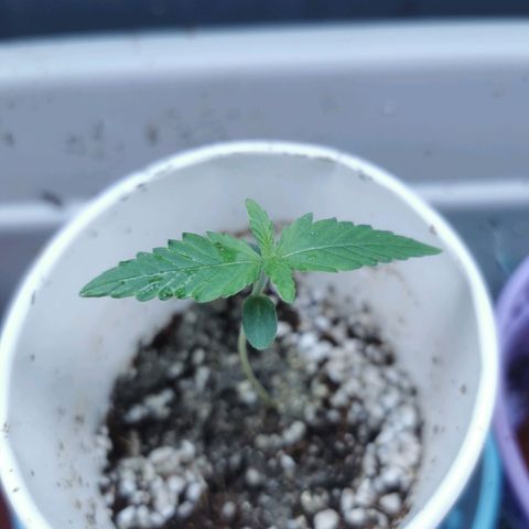 New System Test Run growlog timeline photo