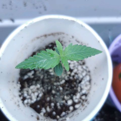 New System Test Run growlog timeline photo