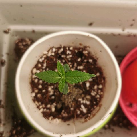 New System Test Run growlog timeline photo