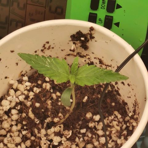 New System Test Run growlog timeline photo