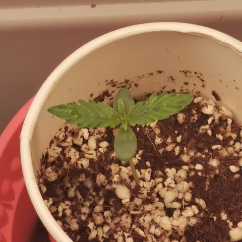 New System Test Run growlog timeline photo