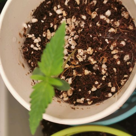 New System Test Run growlog timeline photo