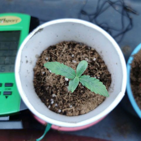 New System Test Run growlog timeline photo