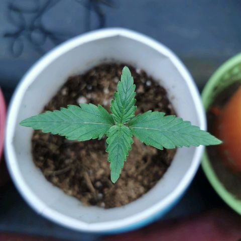 New System Test Run growlog timeline photo