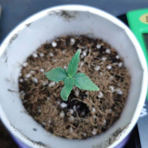 New System Test Run growlog timeline photo