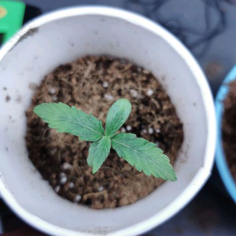 New System Test Run growlog timeline photo