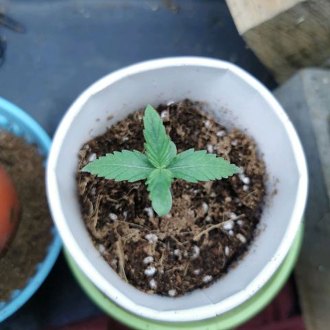 New System Test Run growlog timeline photo