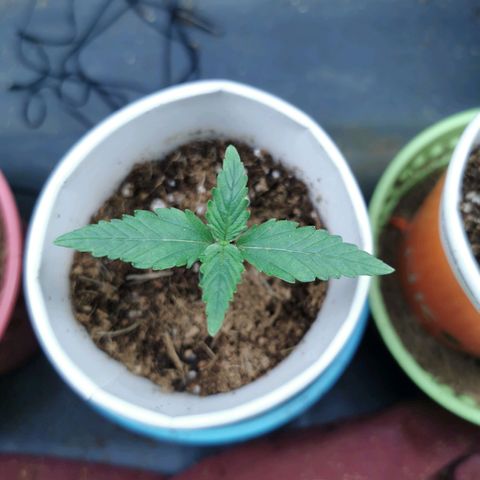New System Test Run growlog timeline photo