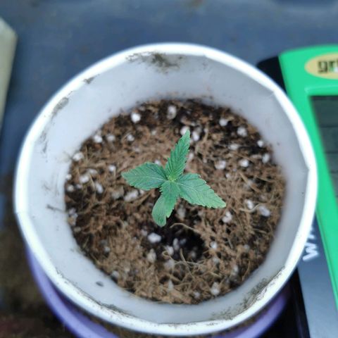 New System Test Run growlog timeline photo