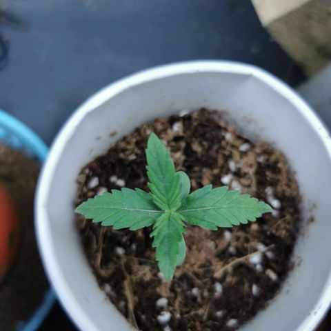 New System Test Run growlog timeline photo