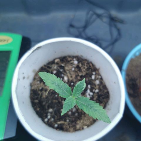 New System Test Run growlog timeline photo