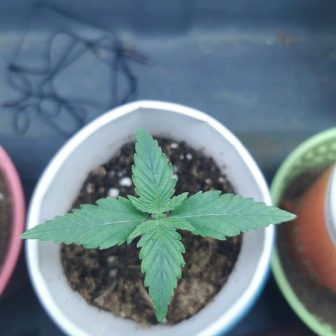 New System Test Run growlog timeline photo