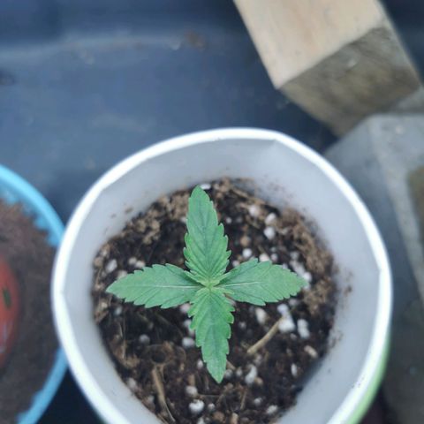 New System Test Run growlog timeline photo