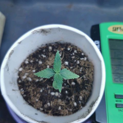 New System Test Run growlog timeline photo