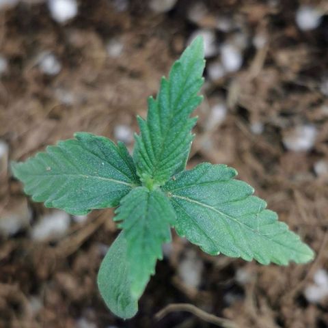 New System Test Run growlog timeline photo