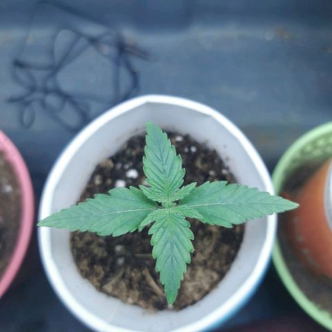 New System Test Run growlog timeline photo