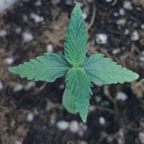 New System Test Run growlog timeline photo