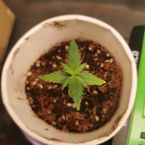 New System Test Run growlog timeline photo