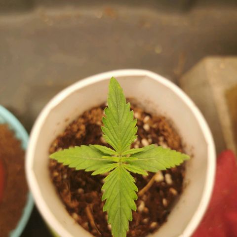 New System Test Run growlog timeline photo