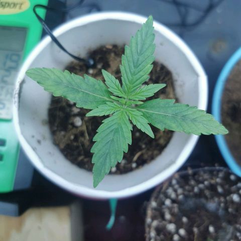 New System Test Run growlog timeline photo