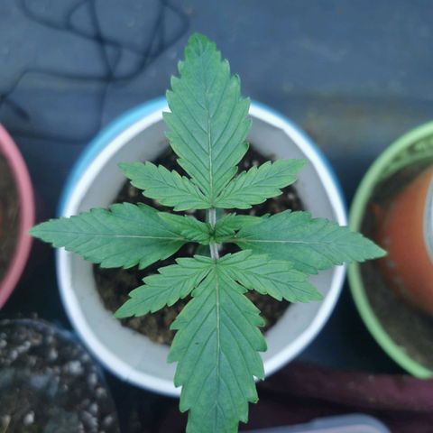 New System Test Run growlog timeline photo