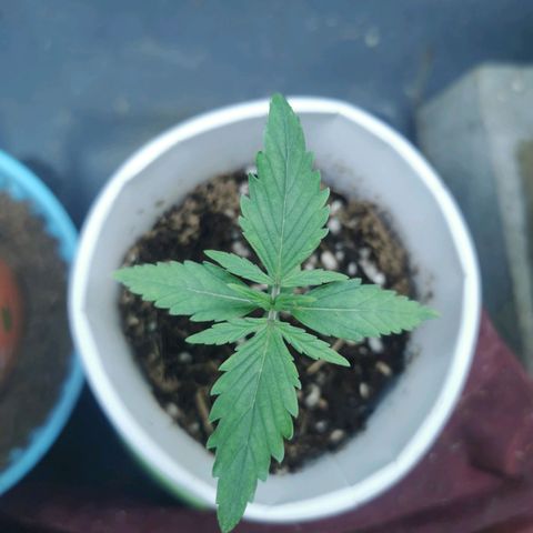 New System Test Run growlog timeline photo